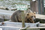 Bear Viewing Kodiak Island Alaska